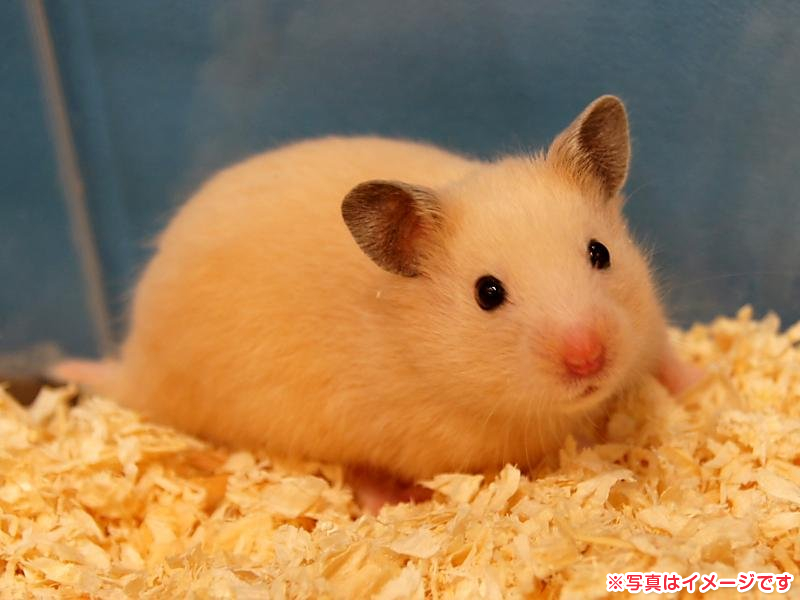 ゴールデンハムスター キンクマ 小動物販売 詳細 ペットショップ ワンラブ