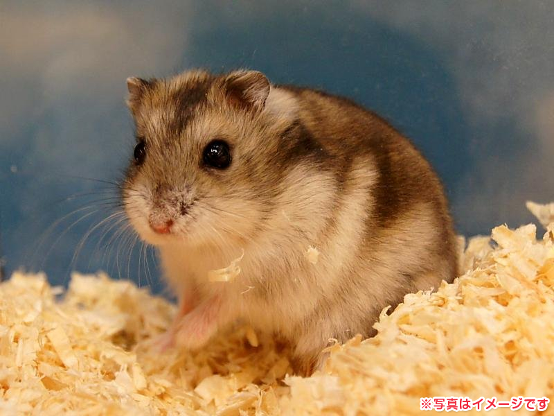 ジャンガリアンハムスター グレー 小動物販売 詳細 ペットショップ ワンラブ