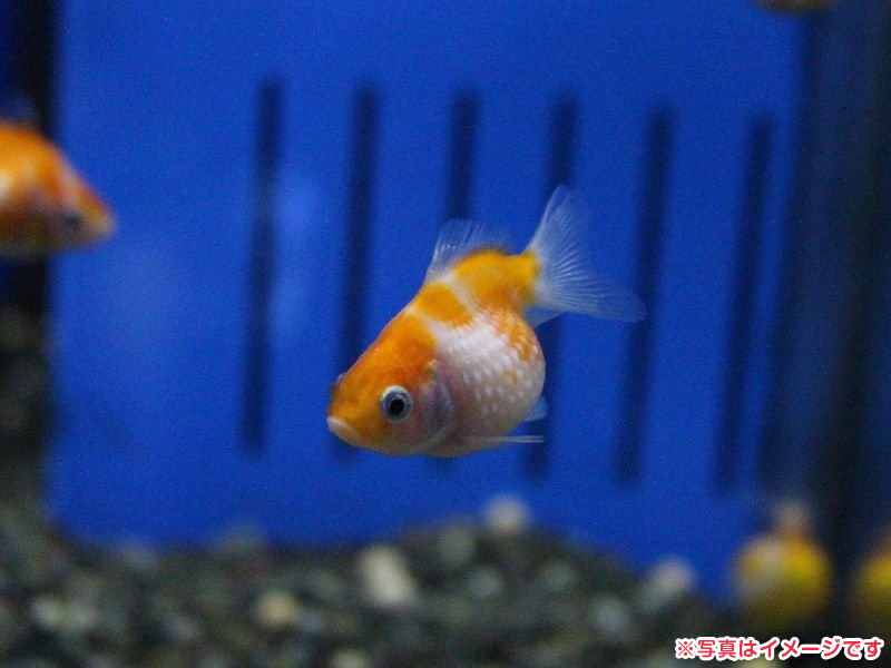 ピンポンパール アクア販売 詳細 ペットショップ ワンラブ
