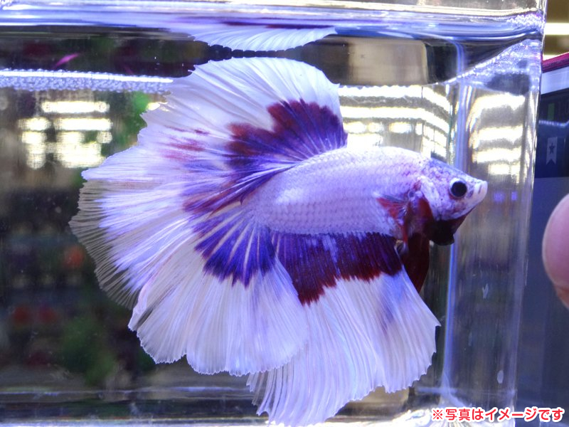ベタ ハーフムーン 男の子 アクア販売 詳細 ペットショップ ワンラブ