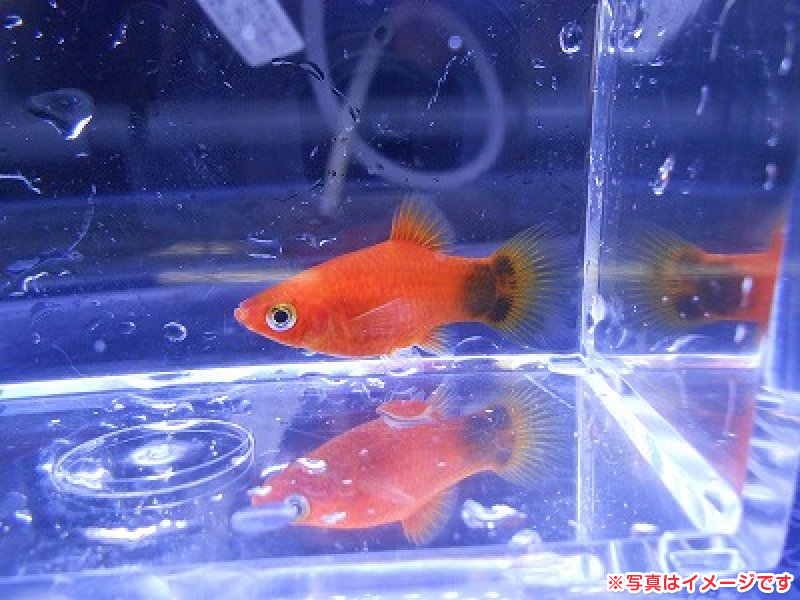 ミッキーマウスプラティ アクア販売 詳細 ペットショップ ワンラブ