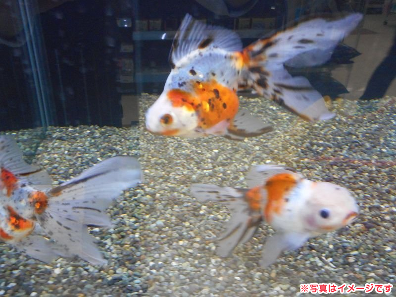 ミックス金魚 ｌサイズ アクア販売 詳細 ペットショップ ワンラブ