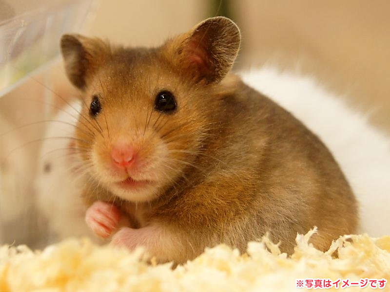 ゴールデンハムスターの特徴と飼い方！飼育グッズの選び方まで