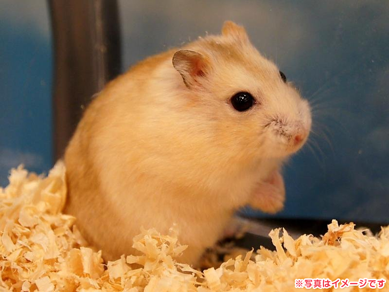 プリパラ オレンジハムスター プリパラ オレンジハムスター プリパラ