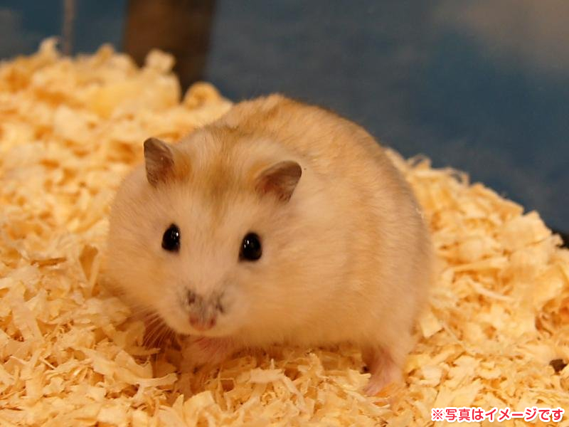 ジャンガリアンハムスター イエロー 男の子 小動物販売・詳細