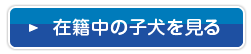 在籍中の子犬を見る