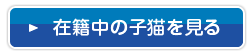 在籍中の子猫を見る