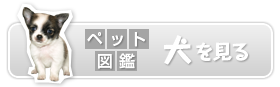 ペット図鑑　犬を見る