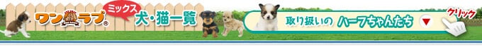 ワンラブ ミックス犬・猫一覧