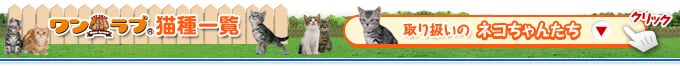 ワンラブ 猫種一覧